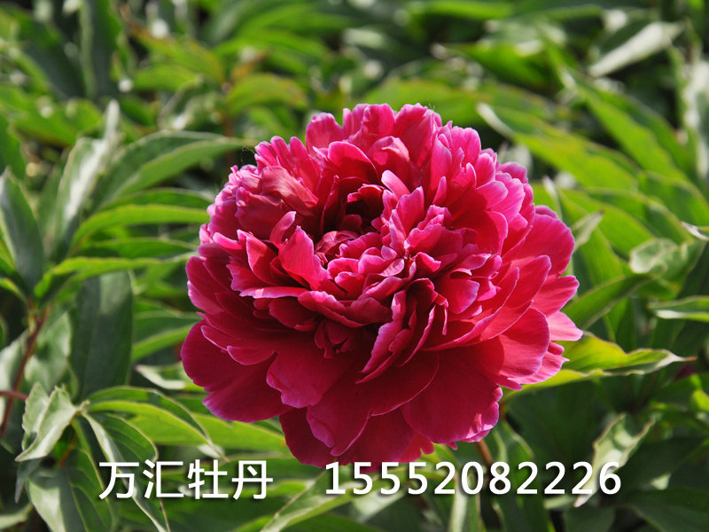 紫檁生煙DSC_0106.JPG