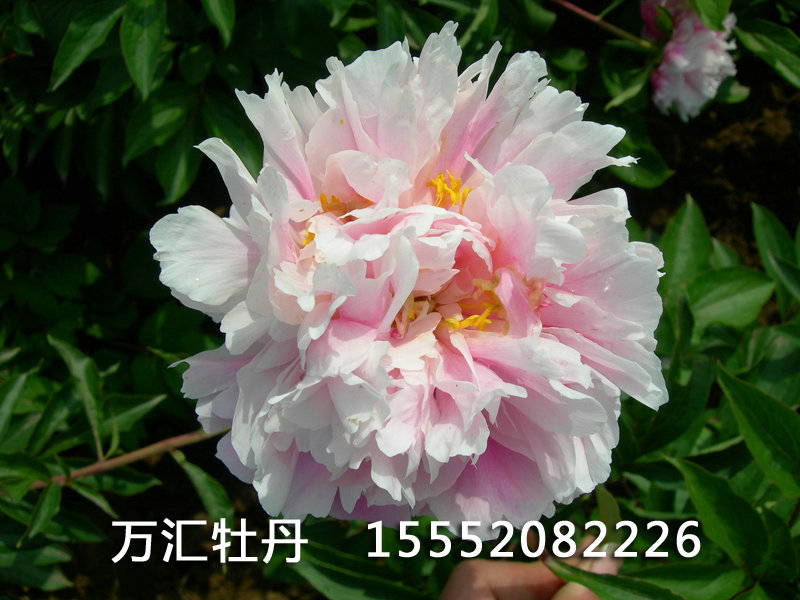 粉珠盤DSCN1656.JPG