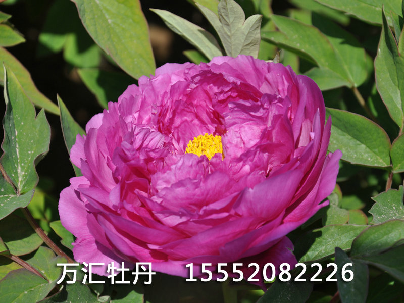 玫瑰紫0066.JPG