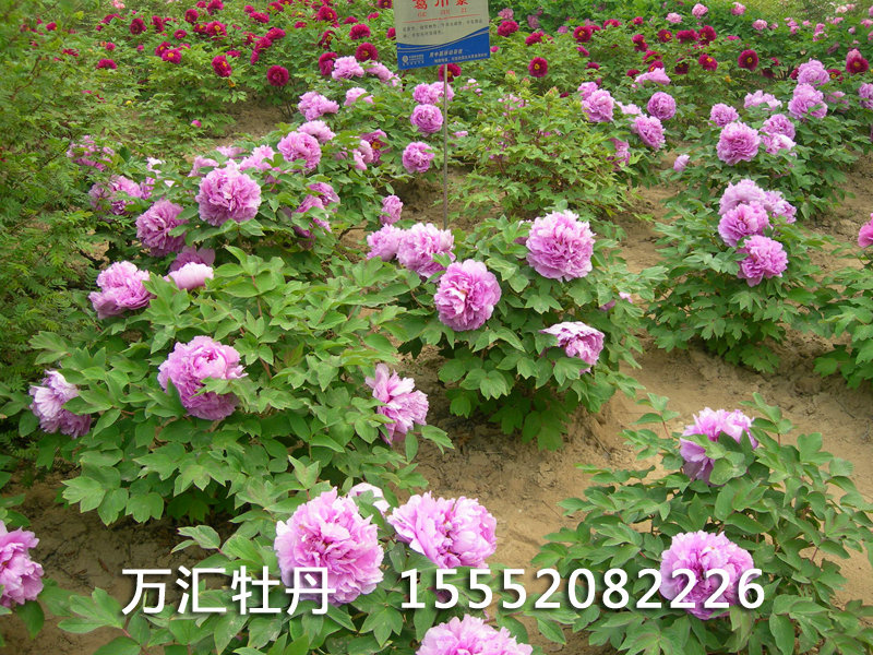 葛巾紫DSCN5501.JPG