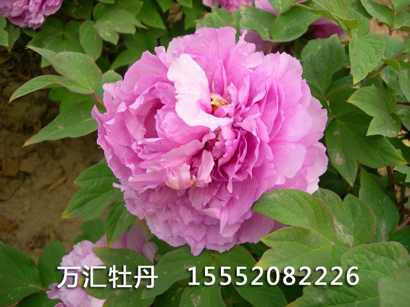 葛巾紫DSCN5498.JPG