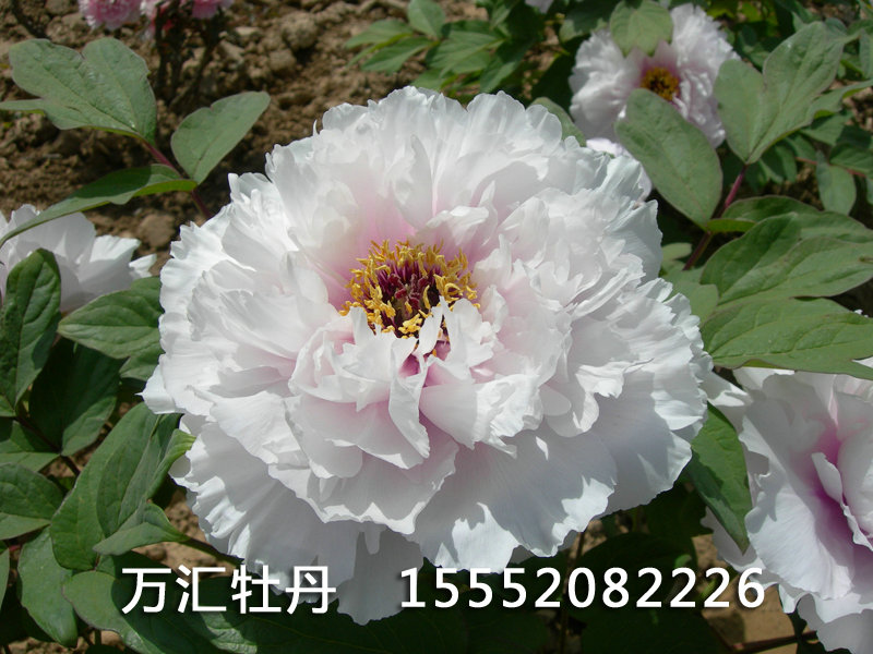 鳳丹粉DSCN6400.JPG